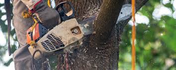  Puyallup, WA Tree Services Pros