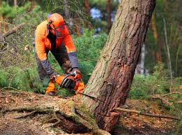 Best Arborist Consultation Services  in Puyallup, WA