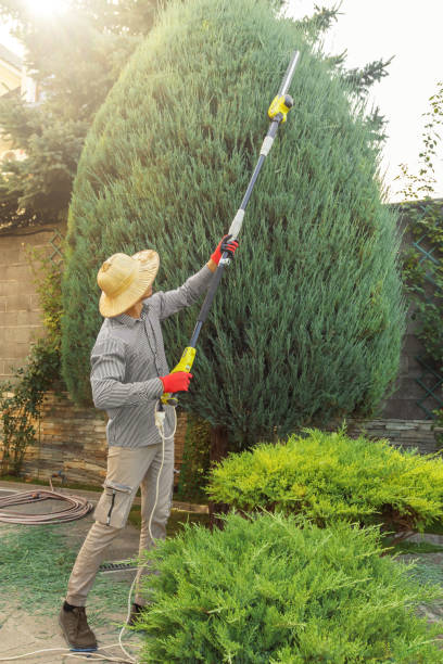 Best Tree Disease Treatment  in Puyallup, WA